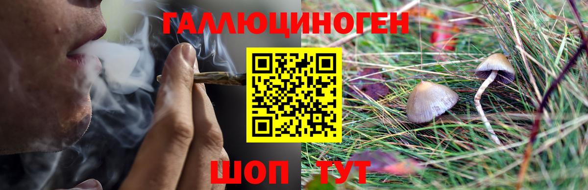 Красногорск  Галлюциногенные грибы Psilocybine cubensis  Вход с VPN 